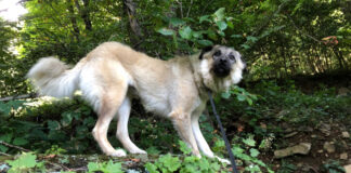 Our dog on the mountain