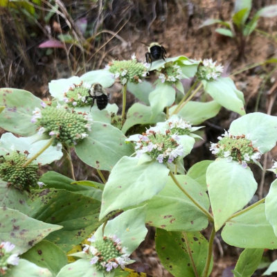 Two bumblebees enjoy some Mountain Mint.