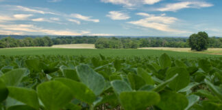Soybeans growing in a field. Photo by Braden Egli on Unsplash.