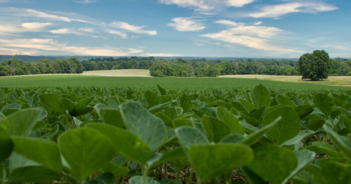 Soybeans growing in a field. Photo by Braden Egli on Unsplash.
