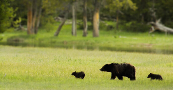A black bear sow and her cubs.