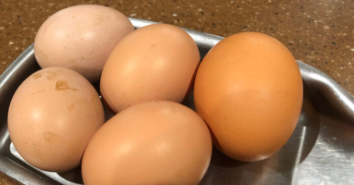 Four small eggs from our chickens with one commercial large egg.