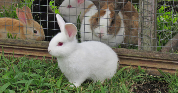 Rabbits in captivity. Image by Ely Penner from Pixabay.