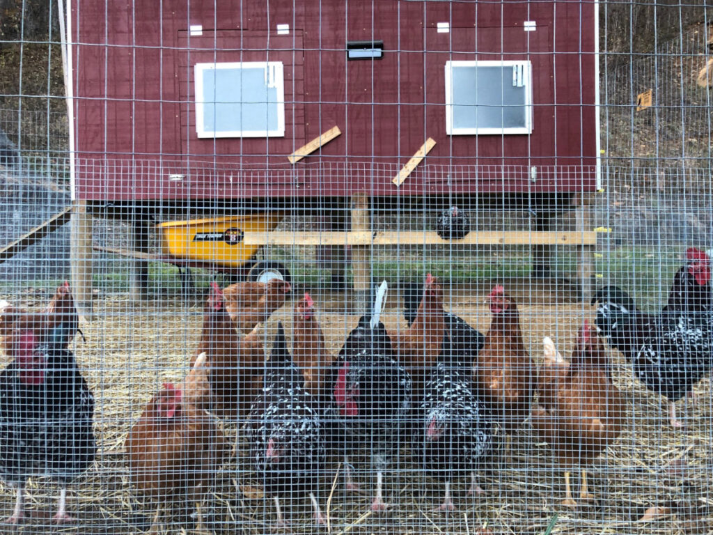 Chickens and their winterized coop