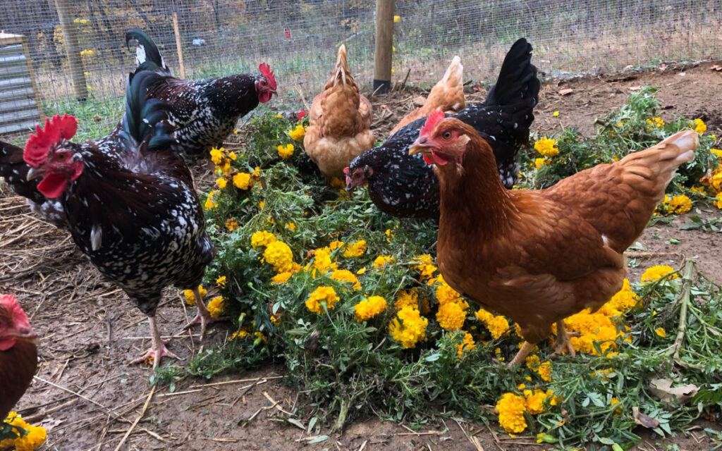 Chickens enjoying marigolds