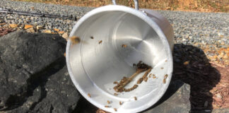 Bees gather to eat the remaining sugar water out of the pot in which I mixed it.