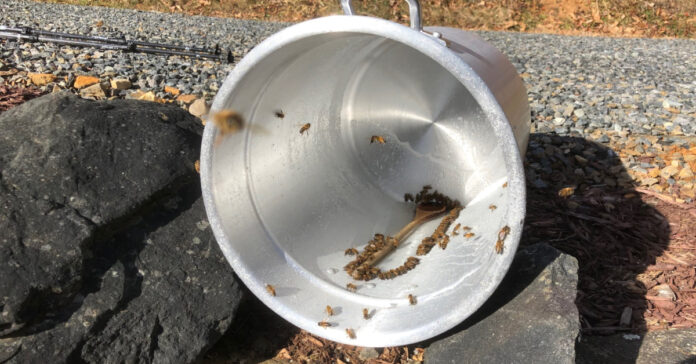 Bees gather to eat the remaining sugar water out of the pot in which I mixed it.
