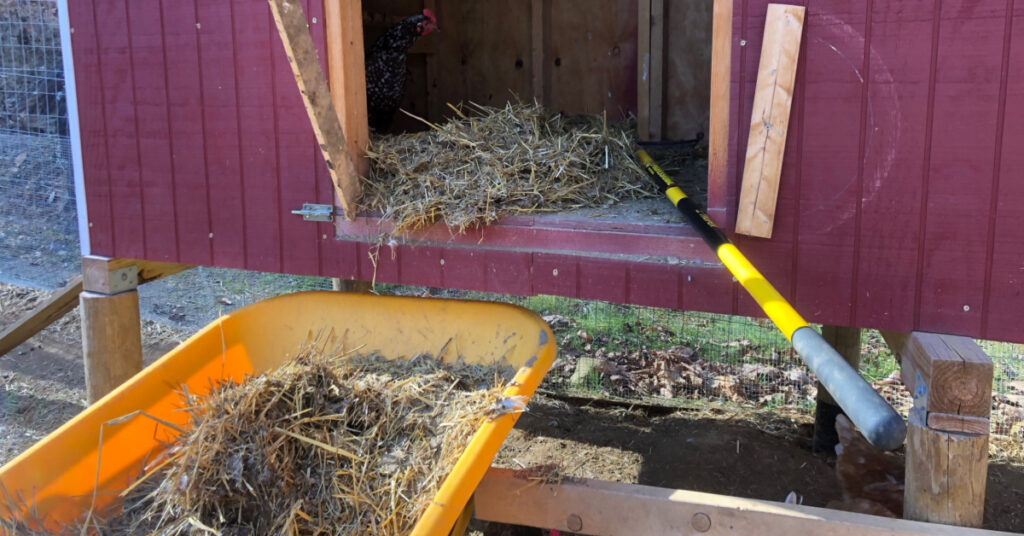 Cleaning the bedding out of the chicken coop