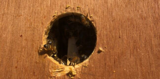 Bees seen through the inner cover