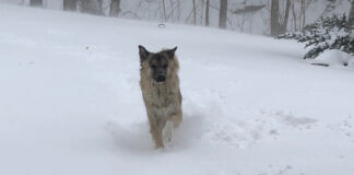 Our dog in the snow