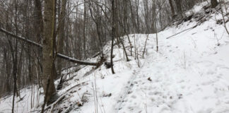 Out water pipe runs up the left of this old logging road.