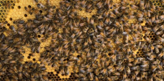 Bees on a frame of capped brood