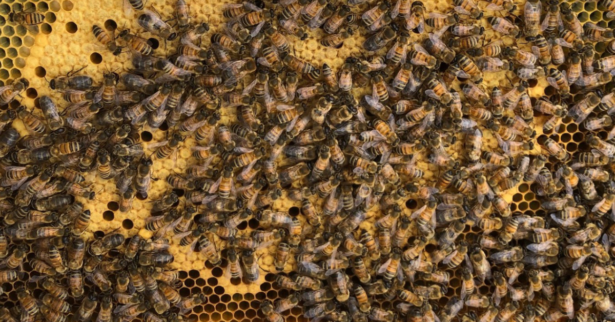 Bees on a frame of capped brood