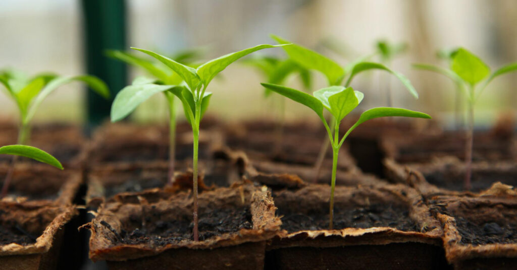 Seedlings in peat pots