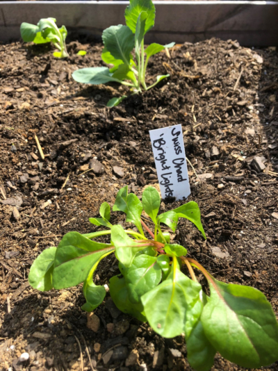 Swiss Chard and Cabbage 