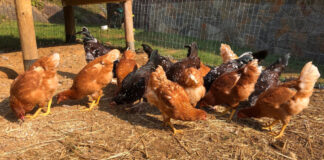 Chickens pecking at some scratch in their chicken run.