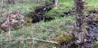 A stream on our property