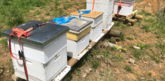 Five bee hives in a rpw