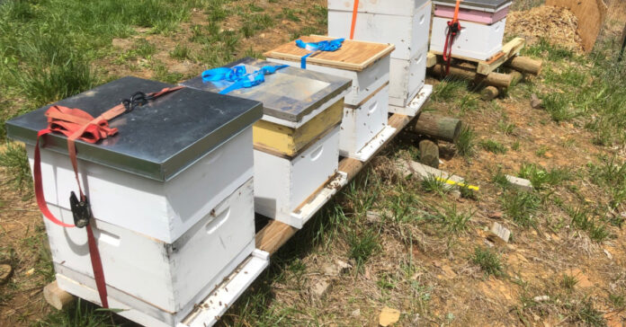 Five bee hives in a rpw