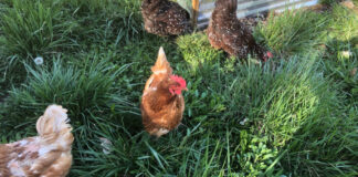 Chickens enjoying the spring grass, clover, and weeds.