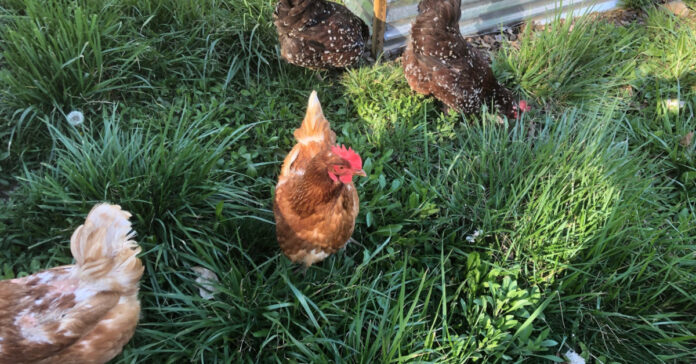 Chickens enjoying the spring grass, clover, and weeds.