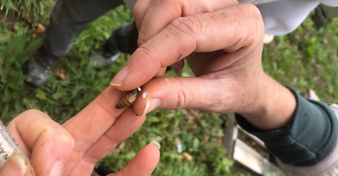 Placing a white dot on a queen bee.