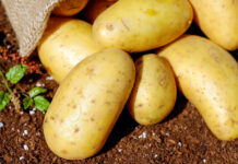 Potatoes in a garden