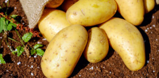 Potatoes in a garden