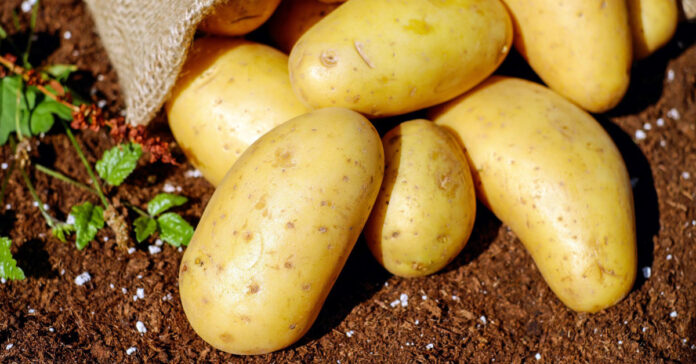 Potatoes in a garden