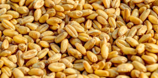 Wheat Kernels