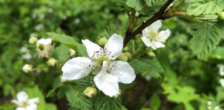 Wild blackberries blooming