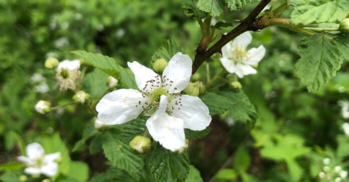 Wild blackberries blooming