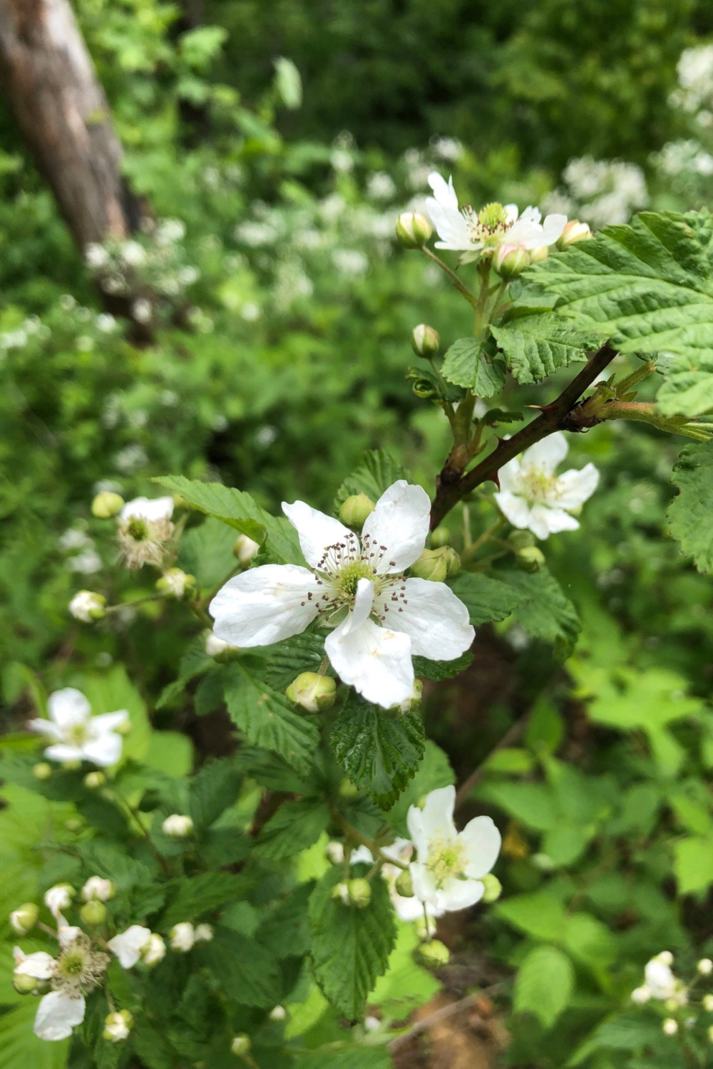 Homesteading Activities Kick into High Gear