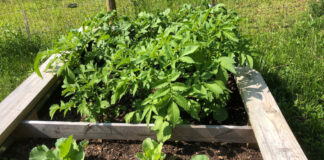 A raised bed showing cabbage and potatoes