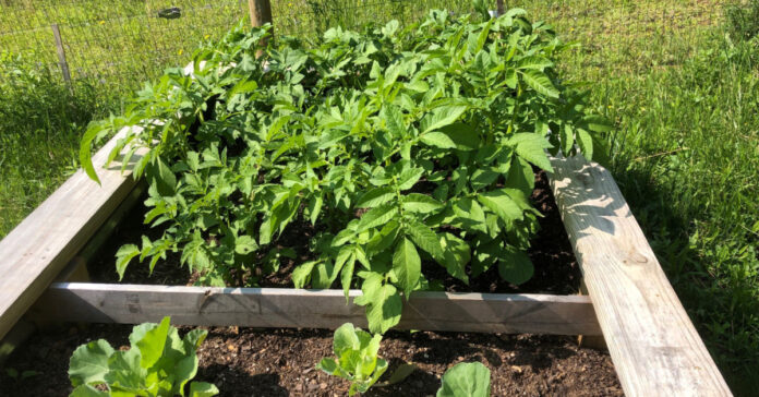 A raised bed showing cabbage and potatoes