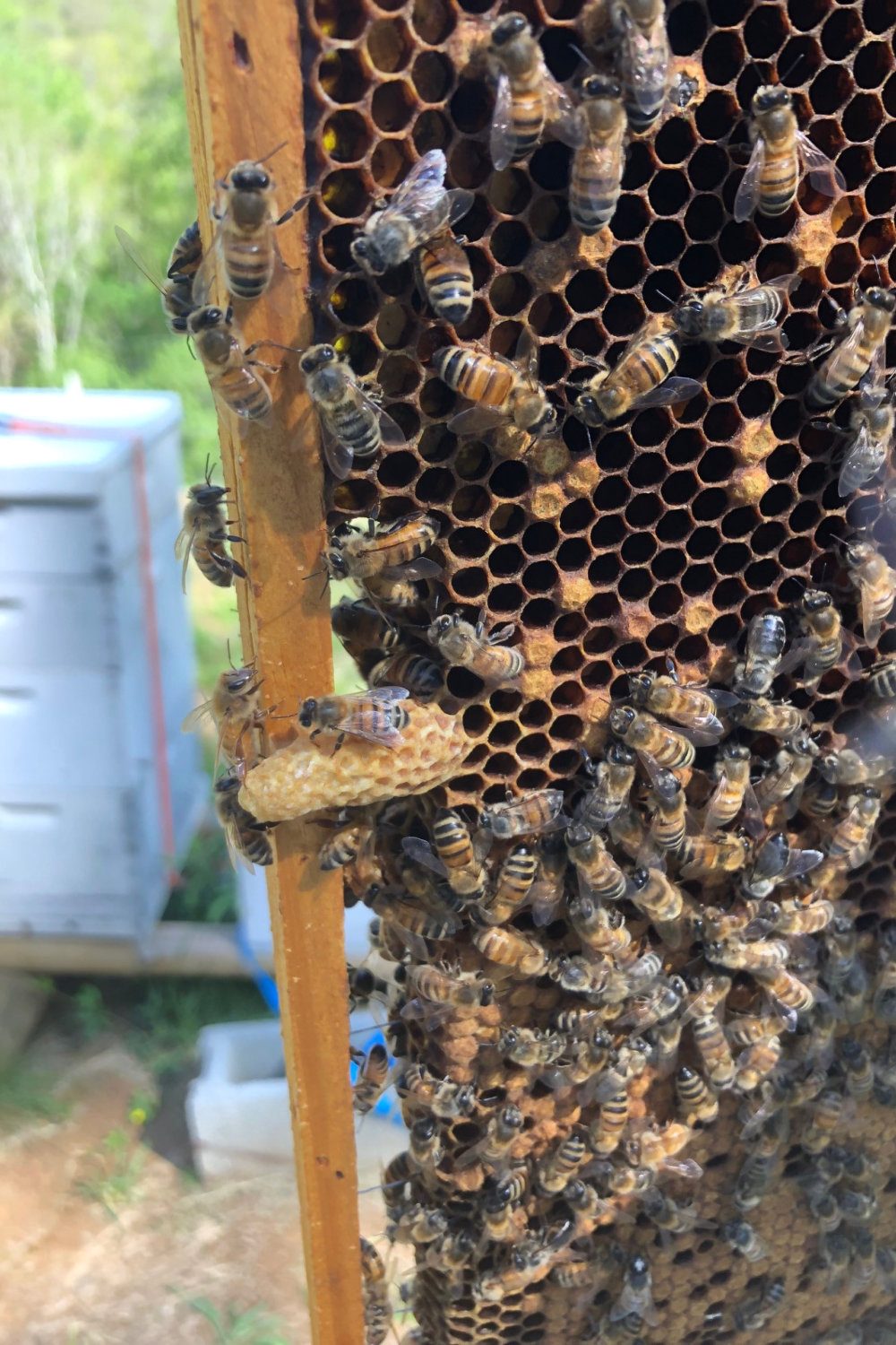 A Busy Day in the Bee Yard