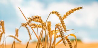 Close up of wheat ready to be harvested.