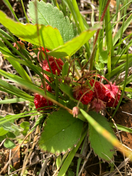 Wild Strawberries