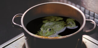 A frog in a pot on a stove