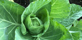 Our cabbage are beginning to grow heads.