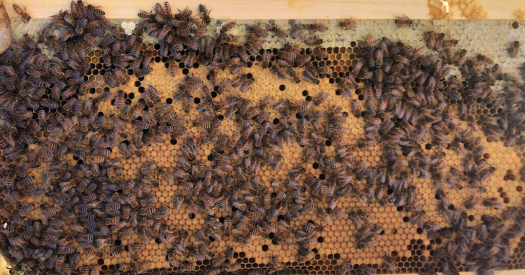 A frame of capped brood