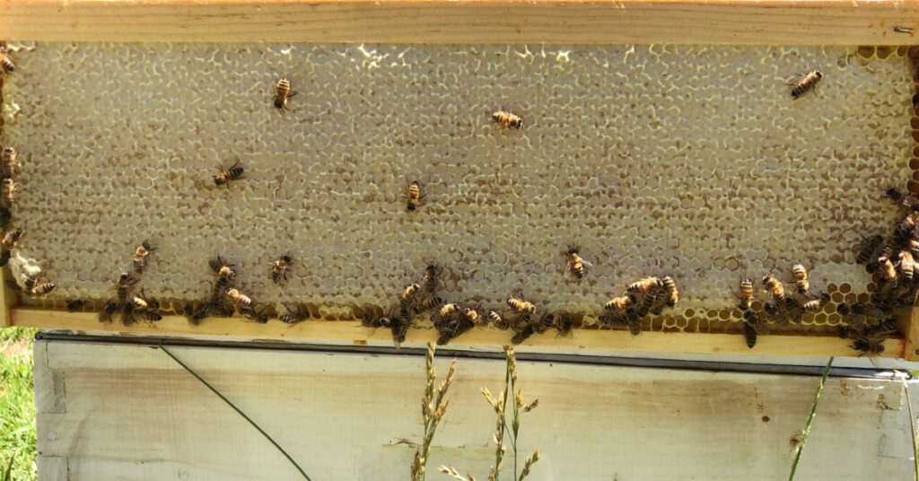 A frame of capped honey