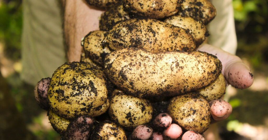 potatoes fresh from the ground