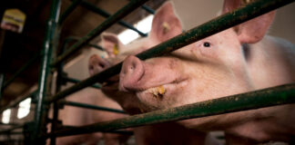 Pigs are a low-cost source of protein.