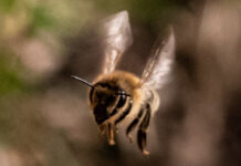 A honeybee in flight.