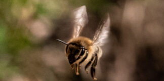 A honeybee in flight.