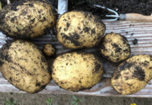 Potatoes fresh from the ground