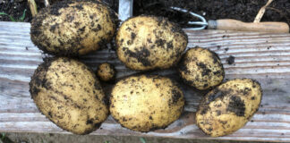 Potatoes fresh from the ground