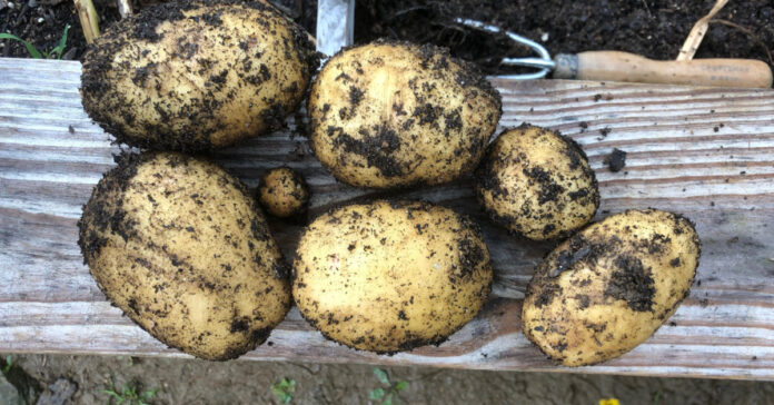 Potatoes fresh from the ground