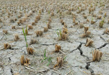 Brown crops in a dry field.